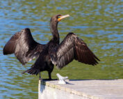 Kormoran - ein kurzer Steckbrief: Jagdfakten.at informiert