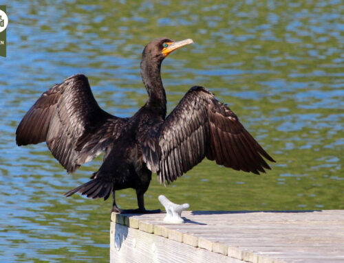Kormoran – Steckbrief