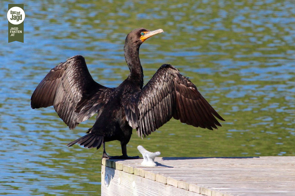 Kormoran - ein kurzer Steckbrief: Jagdfakten.at informiert