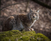 Luchs - ein kurzer Steckbrief: Jagdfakten.at informiert