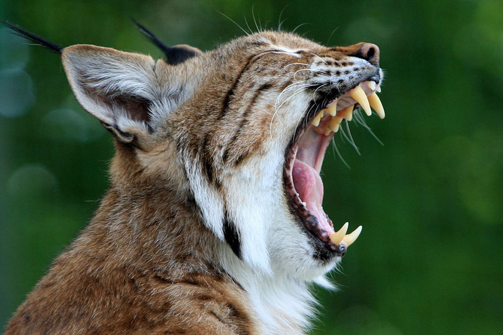 Luchs beim Gähnen, Foto: Pixabay Luchs - woran erkennt man ihn: Jagdfakten.at informiert