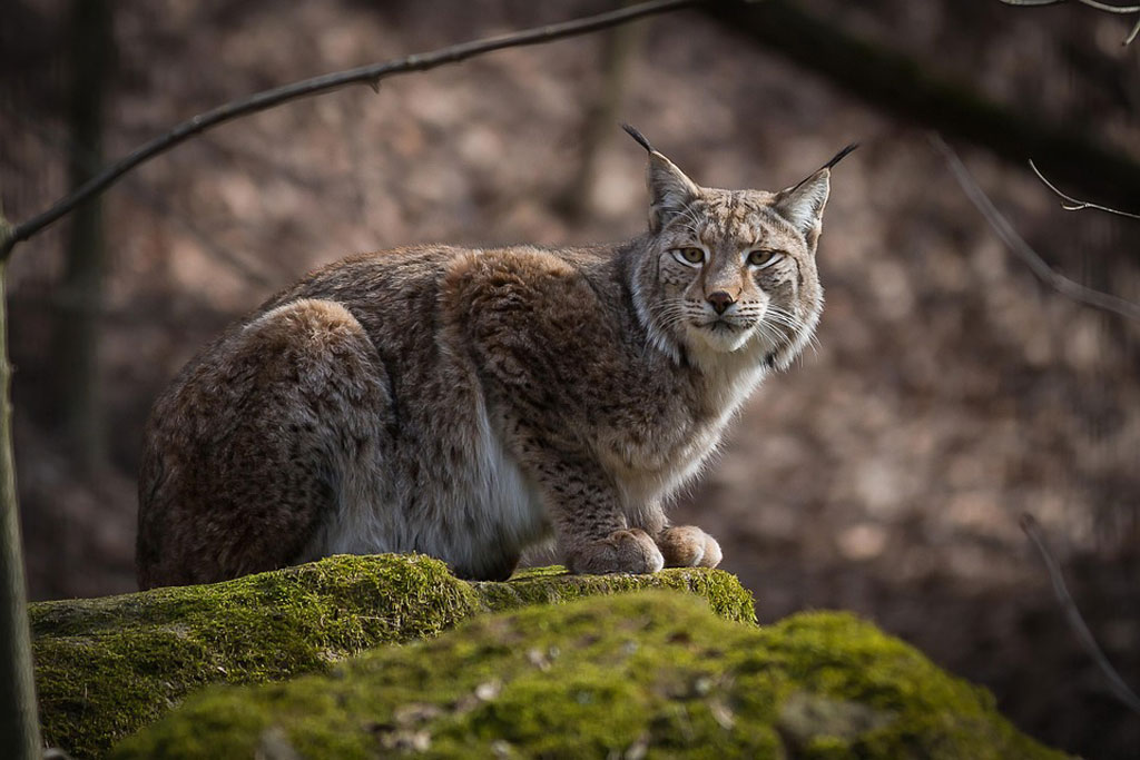 Luchs - ein kurzer Steckbrief: Jagdfakten.at informiert