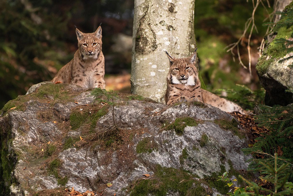 Luchse auf Felsen, Foto: Pixabay Luchse im heimischen Wald: Jagdfakten.at informiert