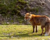 Rotfuchs, die Jagd im Takt der Jahreszeiten - Jagdfakten.at informiert