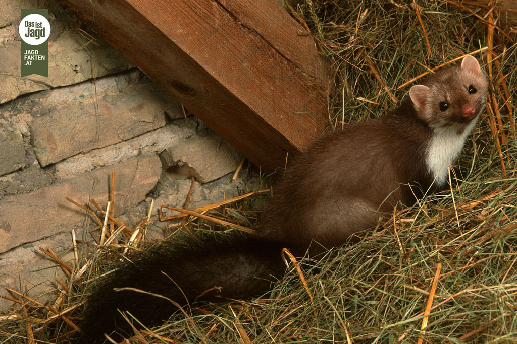 Steinmarder auf Heuboden, Foto: Canva by Jagdfakten Steinmarder - Jagdfakten.at informiert