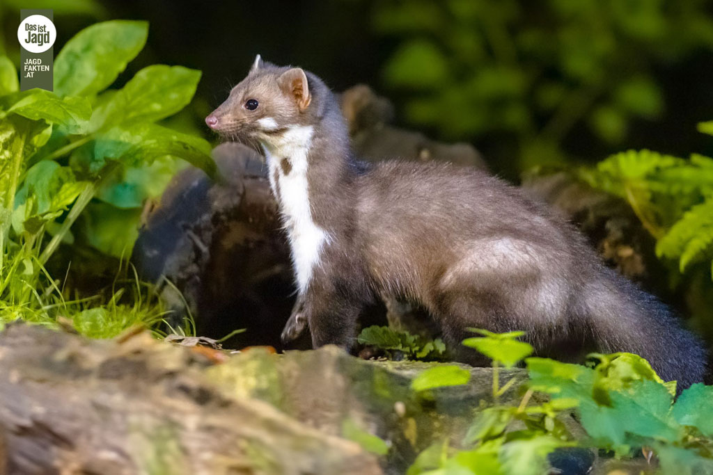 Steinmarder auf Waldboden, Foto: Canva by Jagdfakten Steinmarder - Jagdfakten.at informiert