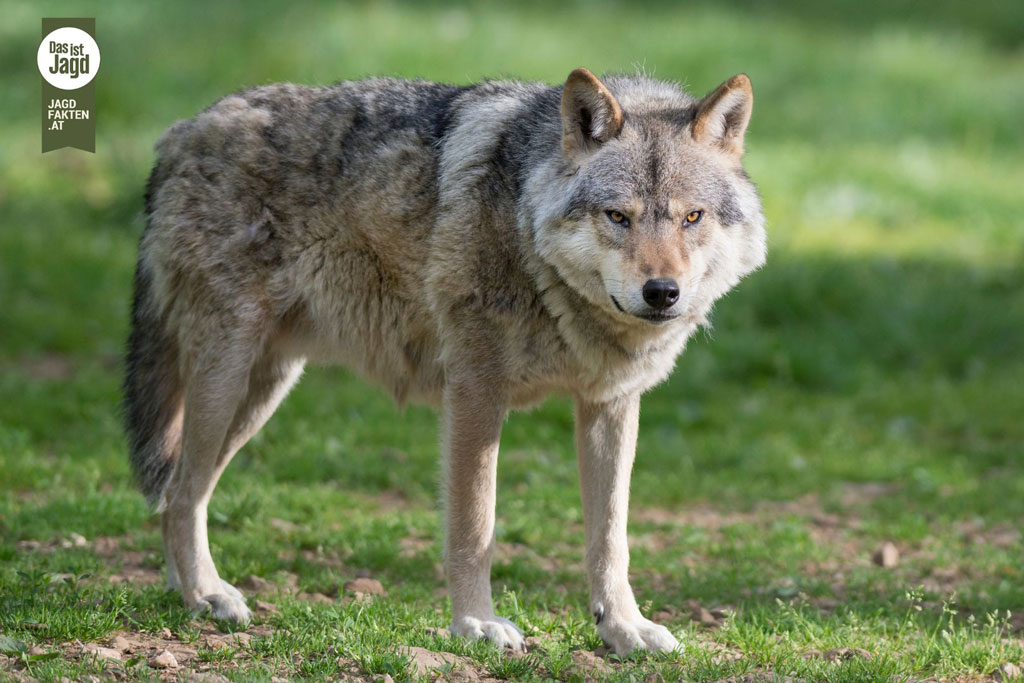 Wolf, Foto: Canva by Jagdfakten.at Wolf: Jagdfakten.at informiert