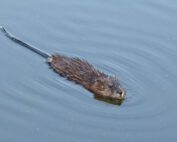 Bisamratte - ein kurzer Steckbrief: Jagdfakten.at informiert