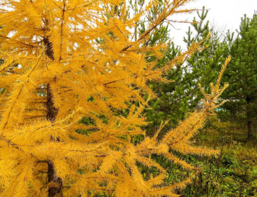 Lärche: Steckbrief zum heimischen Nadelbaum