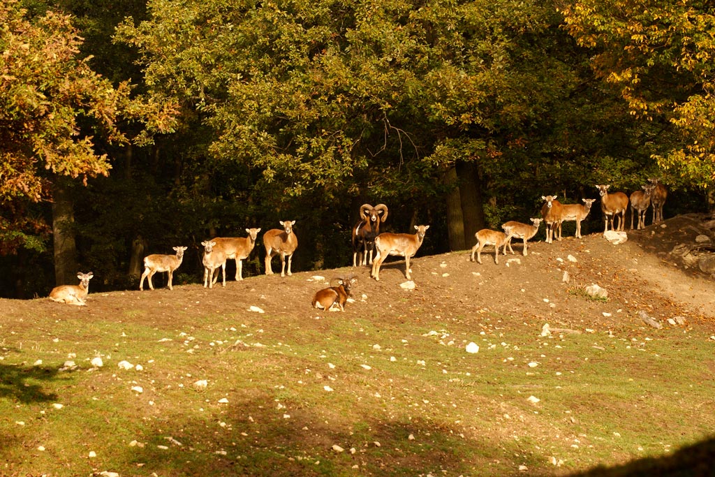 Mufflons im Wildpark Ernstbrunn - Jagdfakten.at informiert
