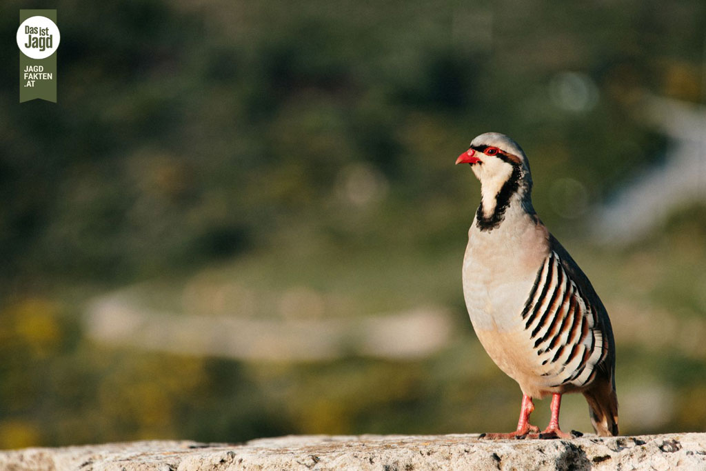 Steinhuhn: Jagdfakten.at informiert