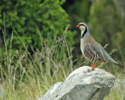 Steinhuhn - ein kurzer Steckbrief: Jagdfakten.at informiert