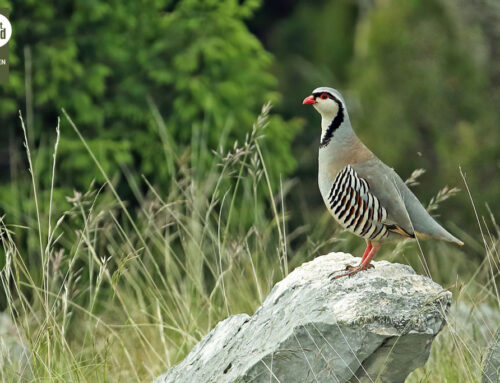Steinhuhn – Steckbrief