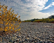 Weniger Wasser in Flüssen & Bächen - Was bedeutet das fürs Wild und die Jagd: Jagdfakten.at informiert