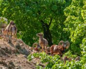 Mufflons im Wildpark Ernstbrunn - Jagdfakten.at informiert