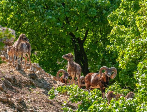 Wildpark Ernstbrunn