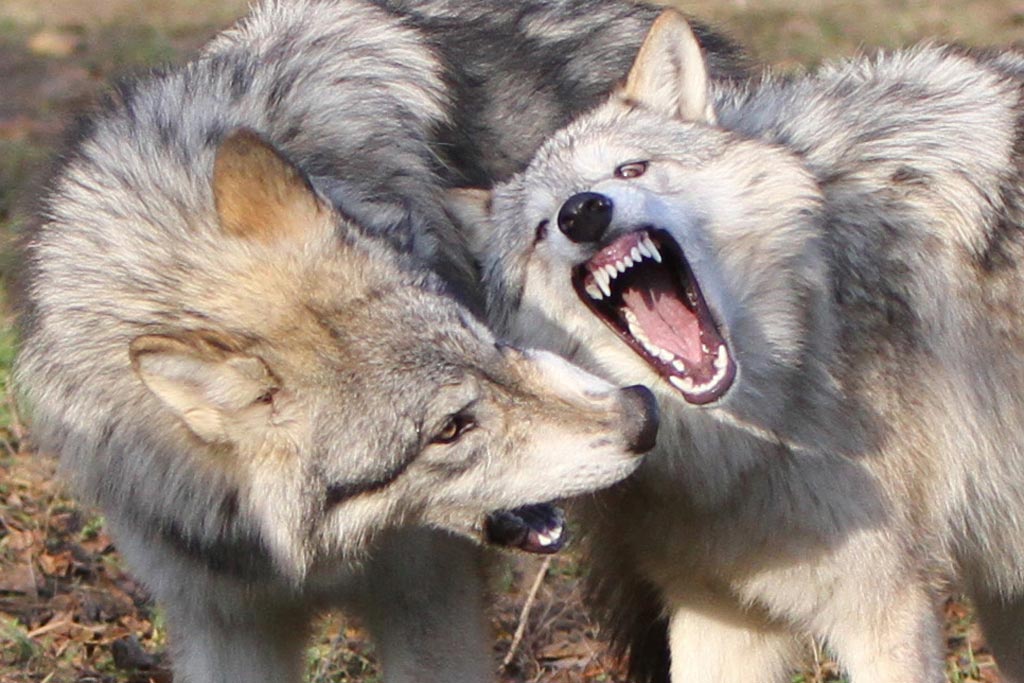 Wölfe im Wildpark Ernstbrunn - Jagdfakten.at informiert