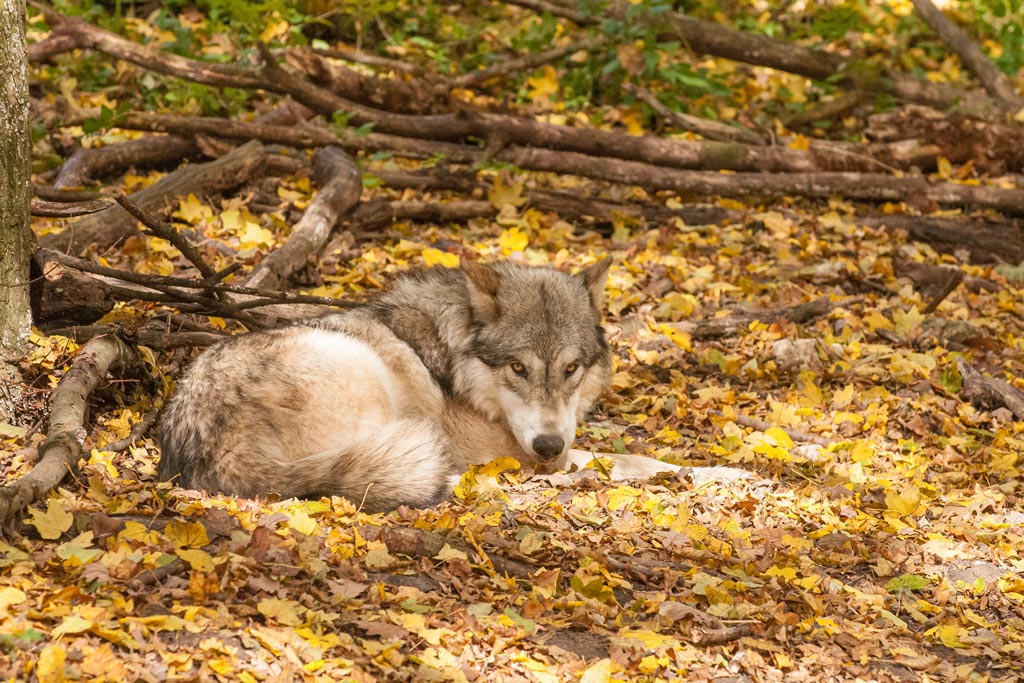 Wolf im Wildpark Ernstbrunn - Jagdfakten.at informiert