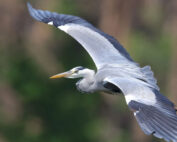 Graureiher in der Luft - Jagdfakten.at informiert