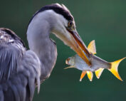 Graureiher - Fische vor Feinden schützen: Jagdfakten.at informiert
