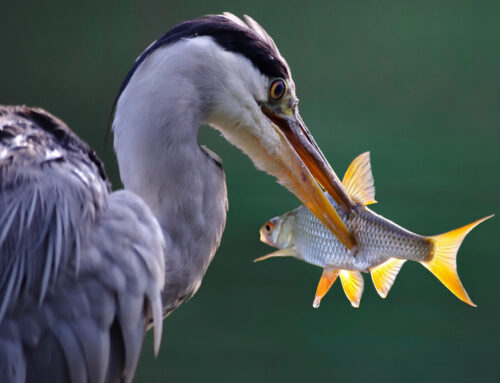Fische vor Feinden schützen