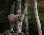 Luchs - Jagdfakten.at informiert