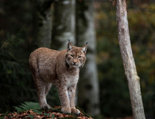 Wild in Gefahr: Was genau ist Wildtierkriminalität?