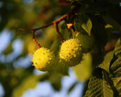 Rosskastanien, Jagdfakten.at informiert