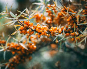 Sanddorn - essbare Sträucher: Jagdfakten.at informiert