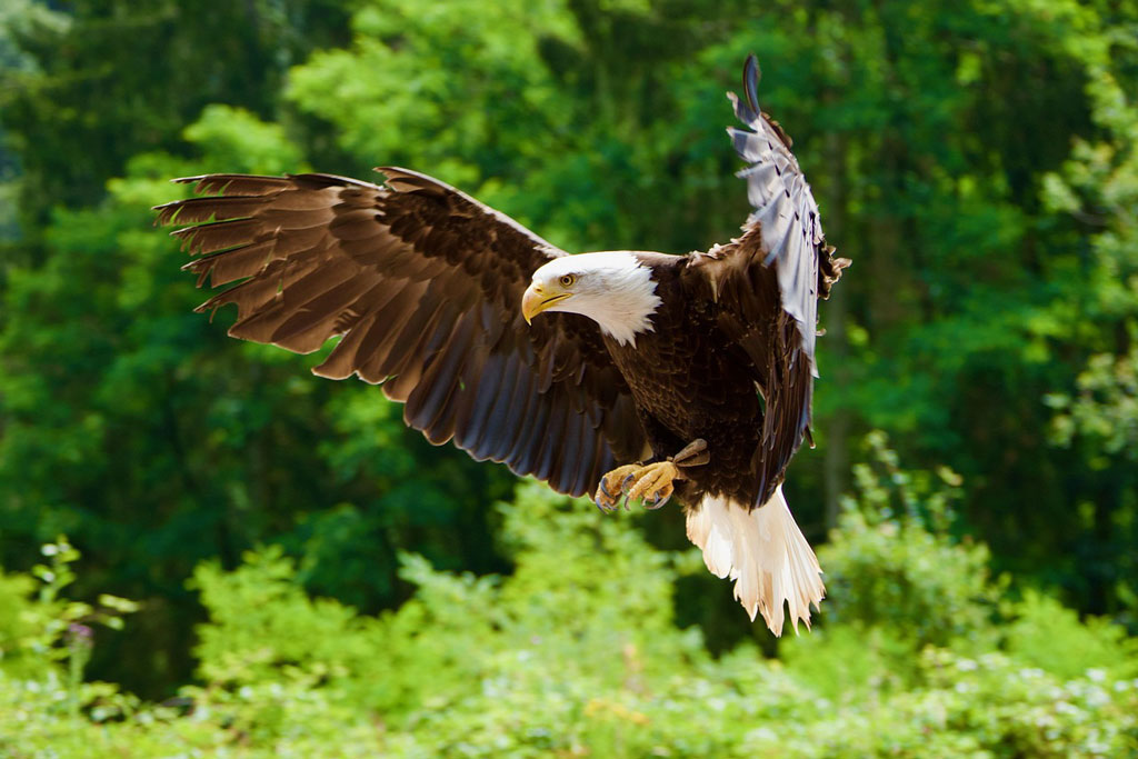 Seeadler - Jagdfakten.at informiert über Wildtierkriminalität
