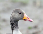 Graugans - ein kurzer Steckbrief: Jagfakten.at informiert