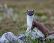 Hermelin (großes Wiesel) - ein kurzer Steckbrief: Jagdfakten.at informiert