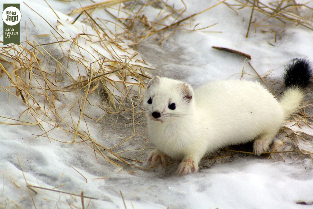 Weißes Hermelin im Schnee - Jagdfakten.at informiert