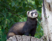Iltis - ein kurzer Steckbrief: Jagdfakten.at informiert