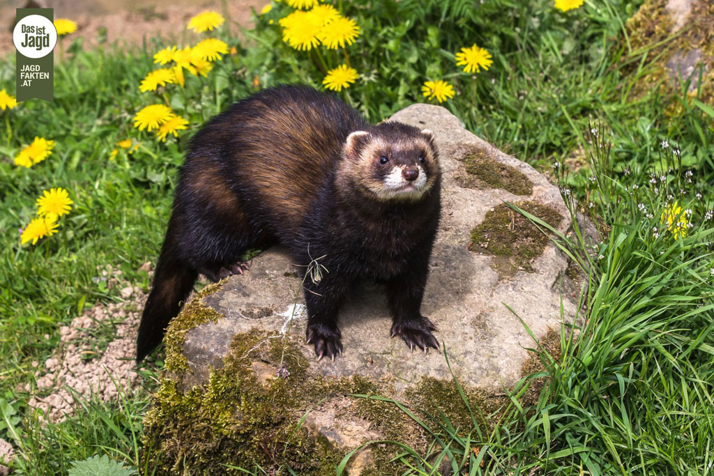 Iltis - Jagdfakten.at informiert