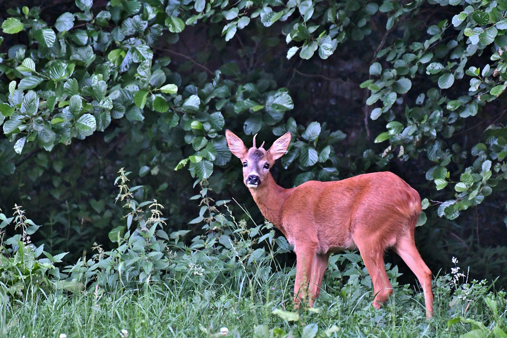 Rehbock am Waldrand, Foto: Pixabay Rehwild - Die Jagd im Takt der Jahreszeiten: Jagdfakten.at informiert