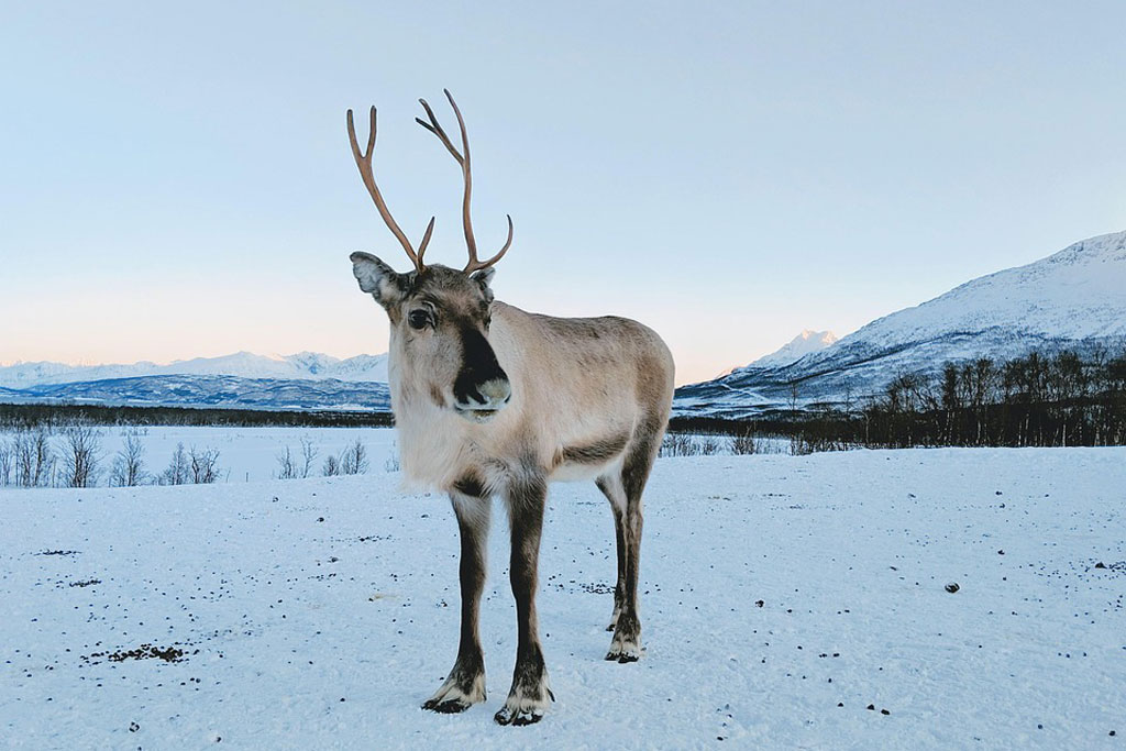 Rentier im Schnee - Jagdfakten.at informiert