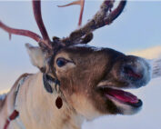 Rentiere - warum haben sie im Winter blaue Augen: Jagdfakten.at informiert