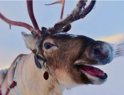 Rentiere – warum haben sie im Winter blaue Augen?