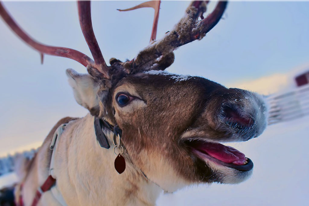 Rentiere - warum haben sie im Winter blaue Augen: Jagdfakten.at informiert
