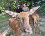 Forschung am Wildtier - Rotwild im FIWI-Gehege: Jagdfakten.at informiert