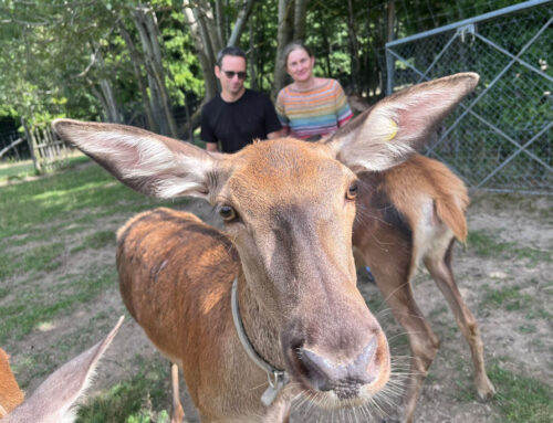 Forschung am Wildtier – FIWI Wien