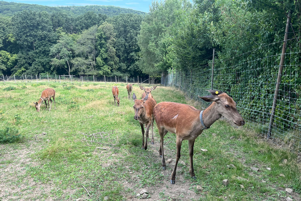 Rotwild im FIWI-Gehege am Wilhelminenberg - Jagdfakten.at informiert