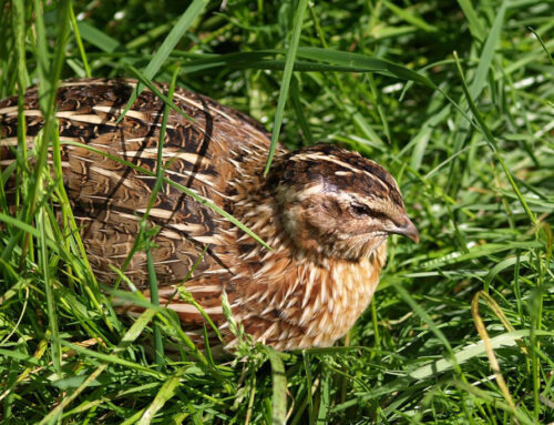 Wachtel – Steckbrief