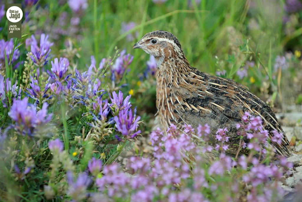 Die Wachtel: Jagdfakten.at informiert