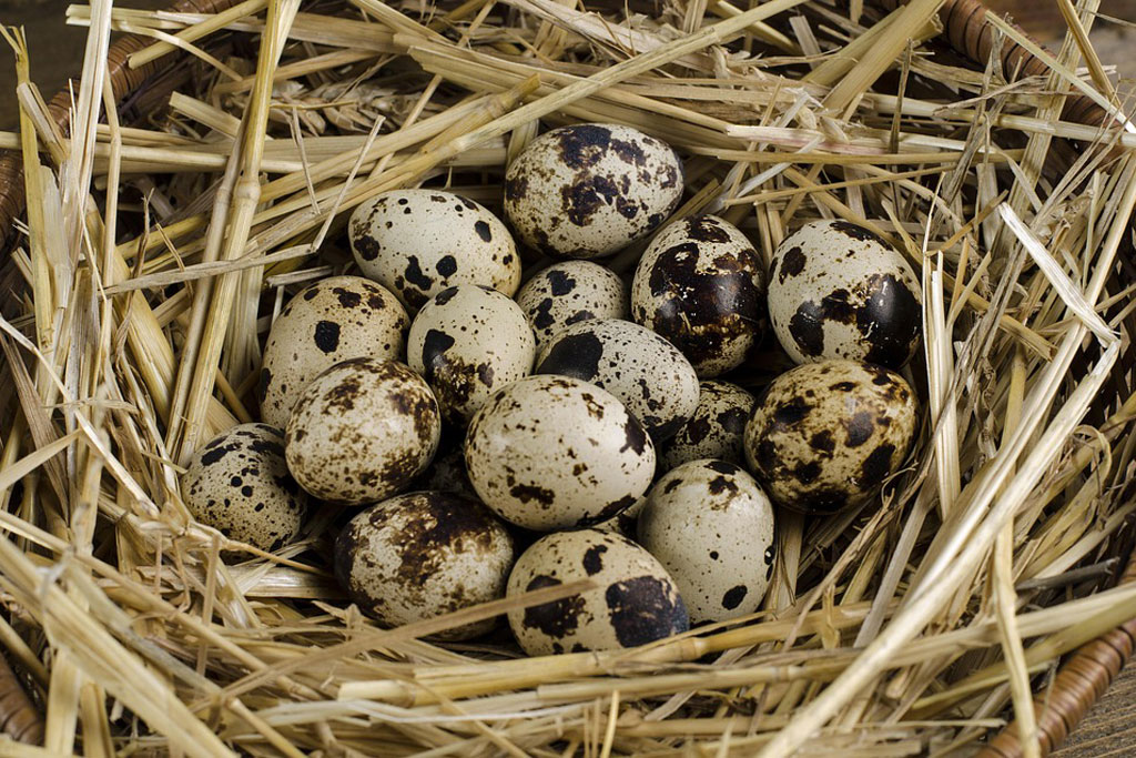 Wachteleier: Jagdfakten.at informiert