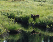 Elch bei Wasserstelle - warum wandern Elche? Jagdfakten.at informiert