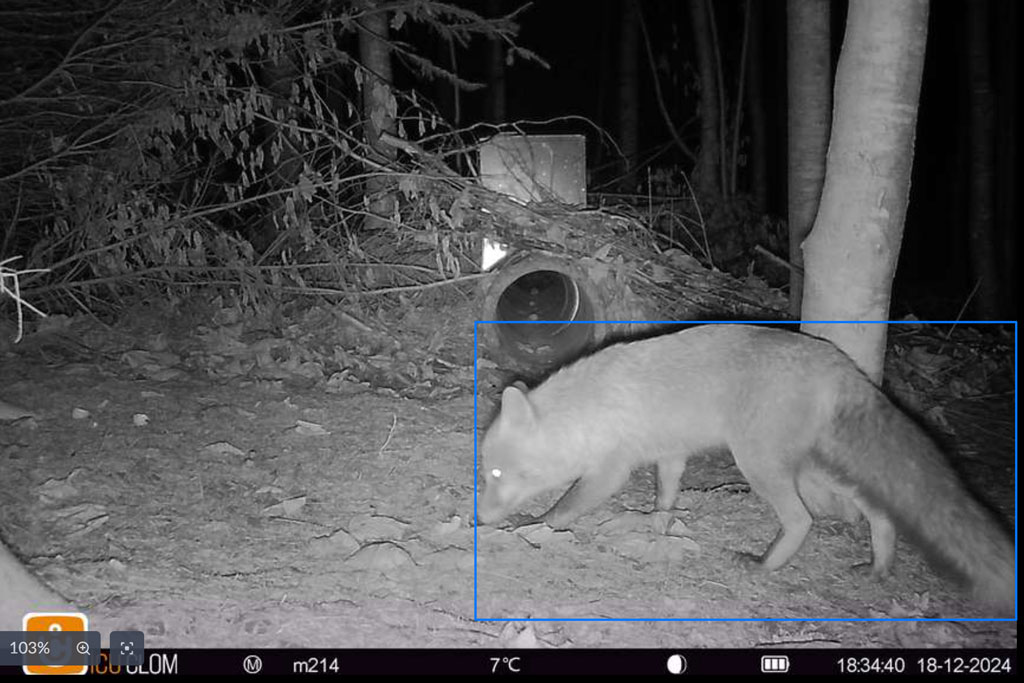 Wildkamera zeigt Fuchs bei Betonrohrfalle - Jagdfakten.at informiert