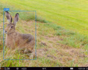 KI im Jagdrevier: Wildkamera zeigt Hasen - Jagdfakten.at informiert