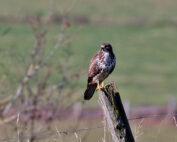 Mäusebussard sitzt auf Zaunpfahl - Jagdfakten.at informiert